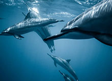 B体育官方入口-奥拉罗尤：缺兵少将难出奇兵 踢到决赛已是大成就